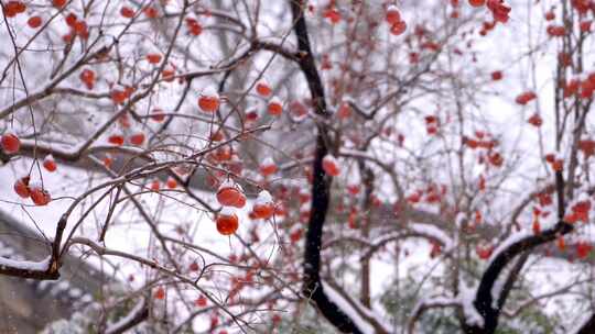 北京北海公园的节日雪景