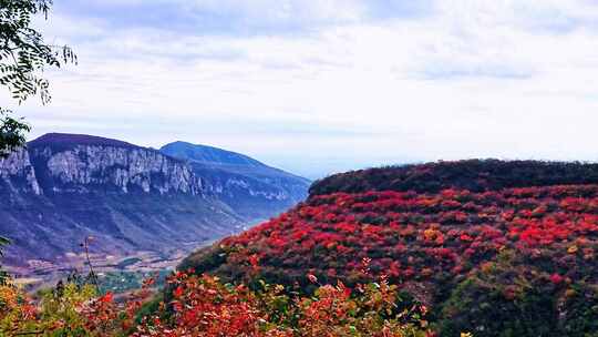 深秋季节的太行山里的漫山红叶