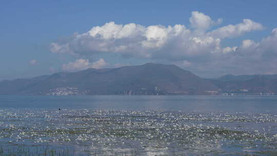 大理洱海丽江海菜花昆明滇池抚仙湖美景