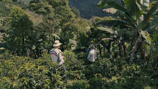 种植园，山坡，哥伦比亚，农民