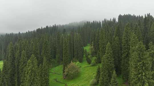 航拍新疆伊犁库尔德宁云杉林夏季雨后风景