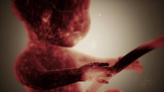 人体胎儿的医学动画
