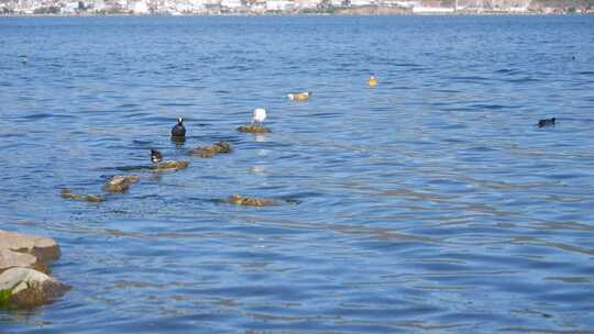 大理洱海蓝色湖面 蓝色湖面海面