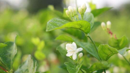 唯美茉莉花与茉莉花茶制作福州茉莉花种植园