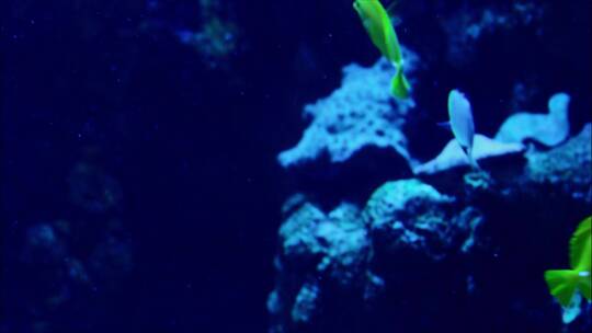 水下生物深海近距离拍摄4k