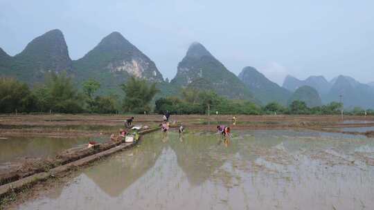 农民在水田中弯腰插秧的场景