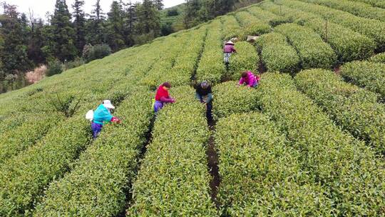 茶农采摘龙井茶