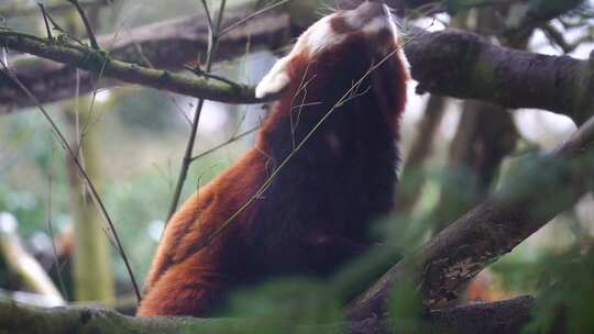 小动物视频浣熊 动物园浣熊素材