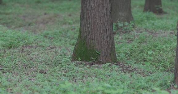 唯美春天公园花草树木阳光风景8K实拍