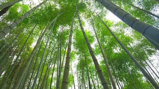 美丽的生态竹海竹林竹子参天竹林