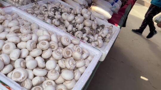 各种蘑菇杏鲍菇草菇口蘑