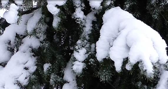 下雪天的松树视频素材模板下载