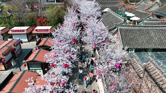 春天古建筑樱花与灯笼航拍徐州市回龙窝历史