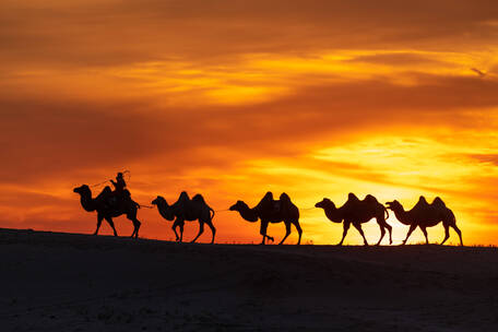 沙漠日落驼队