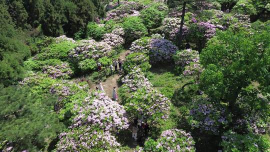 天台华顶千亩云锦杜鹃花海旅游风光合集