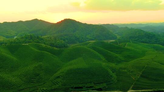 茶园茶山风光