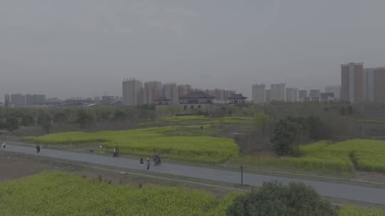 高清航拍城市边春天油菜花田野空镜