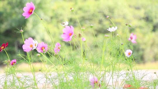 花园绿化 花草植物