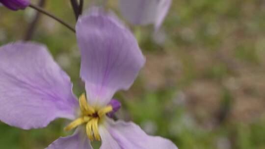 【镜头合集】微距野花紫色藕荷色小花朵