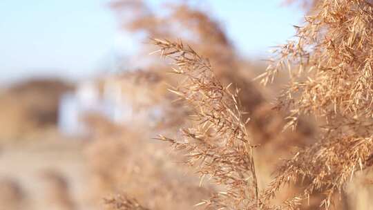 芦苇 飘荡 秋天