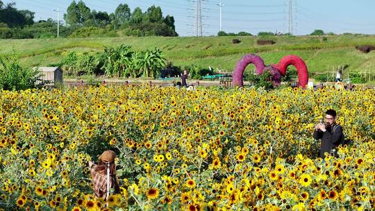 中国广东省佛山市三水区白坭镇七彩花田