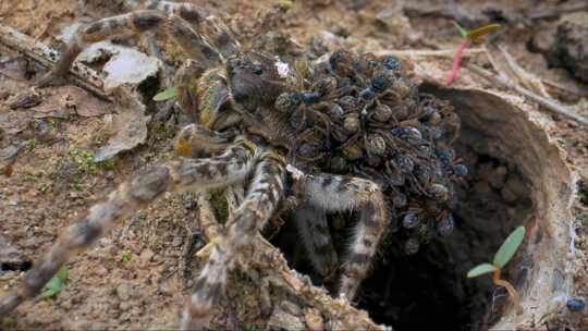 蜘蛛，Lycosa，中国狼蛛，狼蛛