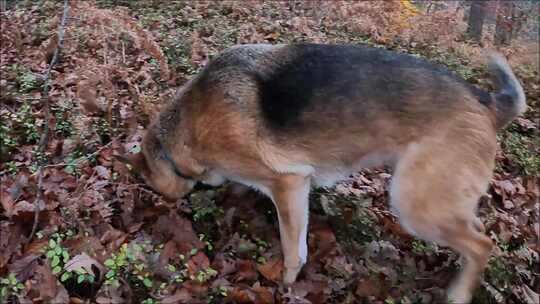 一只德国牧羊犬躺在满是干叶的地上