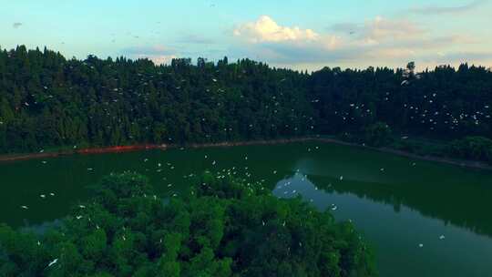鸟群飞过湖心绿岛俯瞰画面