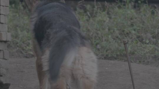 农家家犬LOG视频素材模板下载