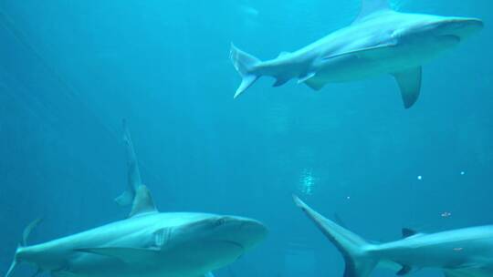 海洋馆里游泳的鲨鱼视频素材模板下载