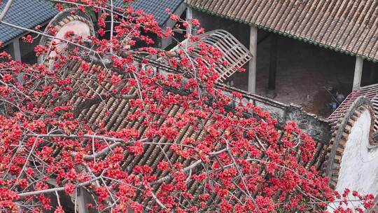 中国广东省佛山市南海区夏北河北书院木棉花