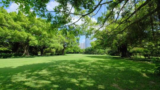 夏天蓝天白云阳光草坪草地绿地树林森林公园