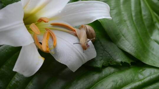 蜗牛在花朵里