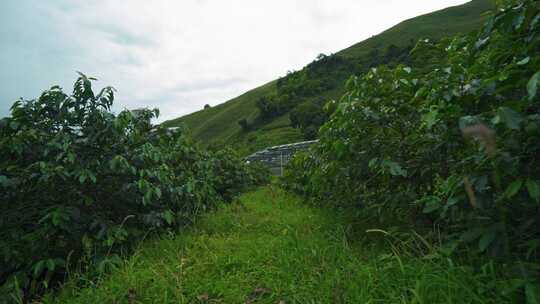 4K云南保山咖啡种植园航拍