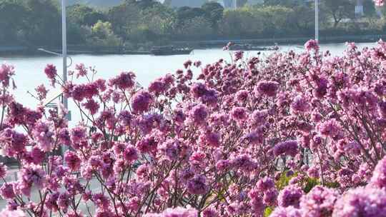 中国广东省广州市海珠区瑞宝街道紫花风铃木