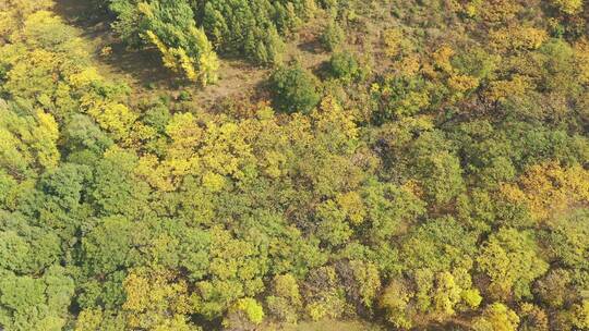 航拍森林秋景  秋天的森林视频素材模板下载