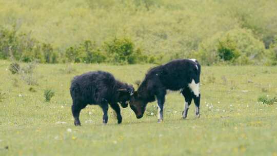 草原上的小牛