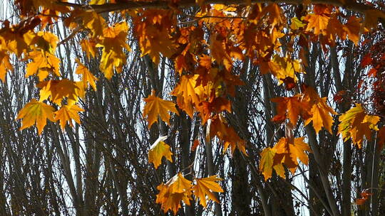 秋季 梧桐树林 树枝中的金色树叶视频素材模板下载