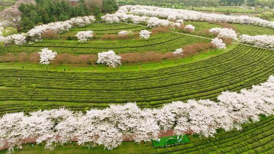 凤凰沟樱花11