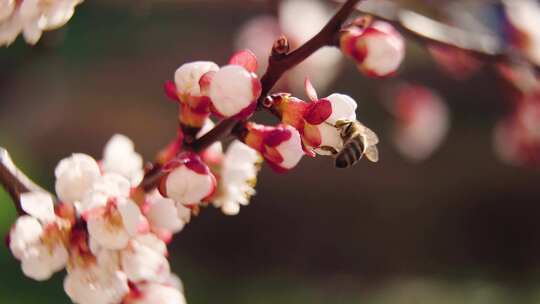 蜜蜂在花朵中采蜜