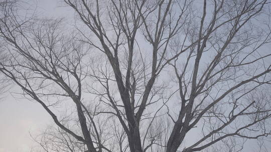 秋冬季伸向天空的枯树枝移动镜头4k50帧灰片视频素材模板下载