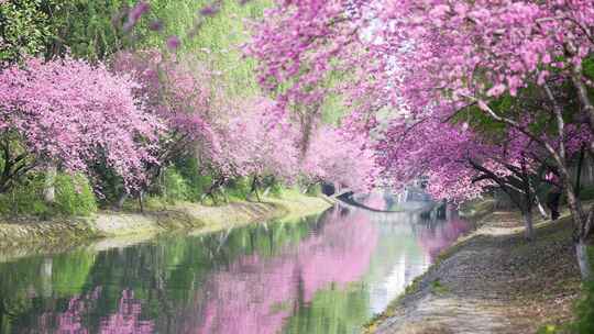 河边的桃花