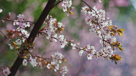 树枝桃花空镜