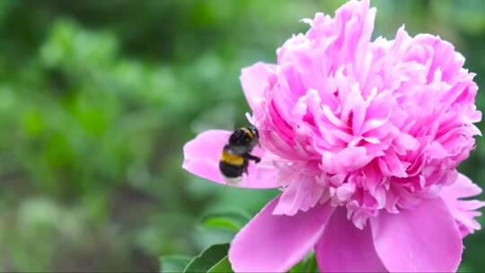 粉红牡丹上的黄蜂