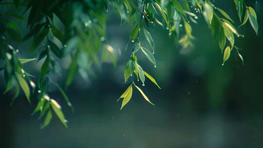 春雨 意境 下雨 大雨