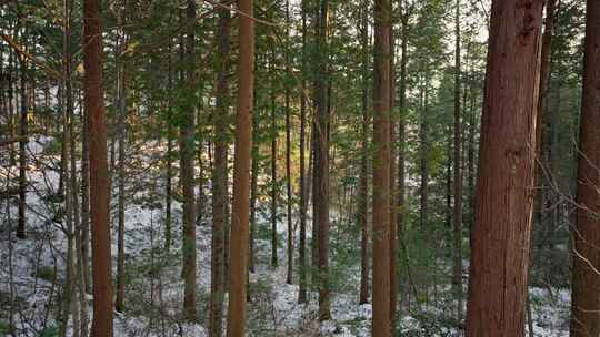 雪中的松树林森林