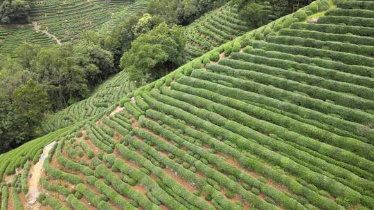 茶叶茶山采茶茶园茶叶红茶绿茶春茶茶叶茶