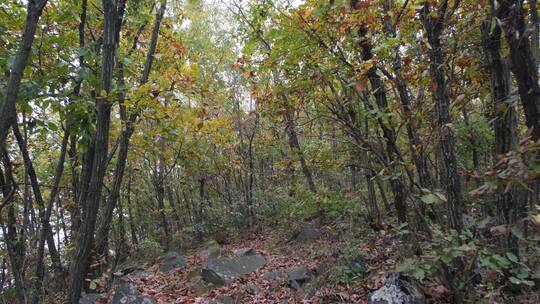 秋天山林中的小路