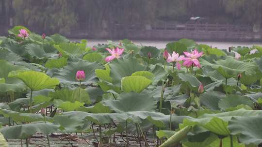 济南夏季大明湖，雨中荷花盛开娇艳醉人