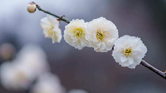 冬日盛开的梅花枝头上的白色花朵唯美壁纸